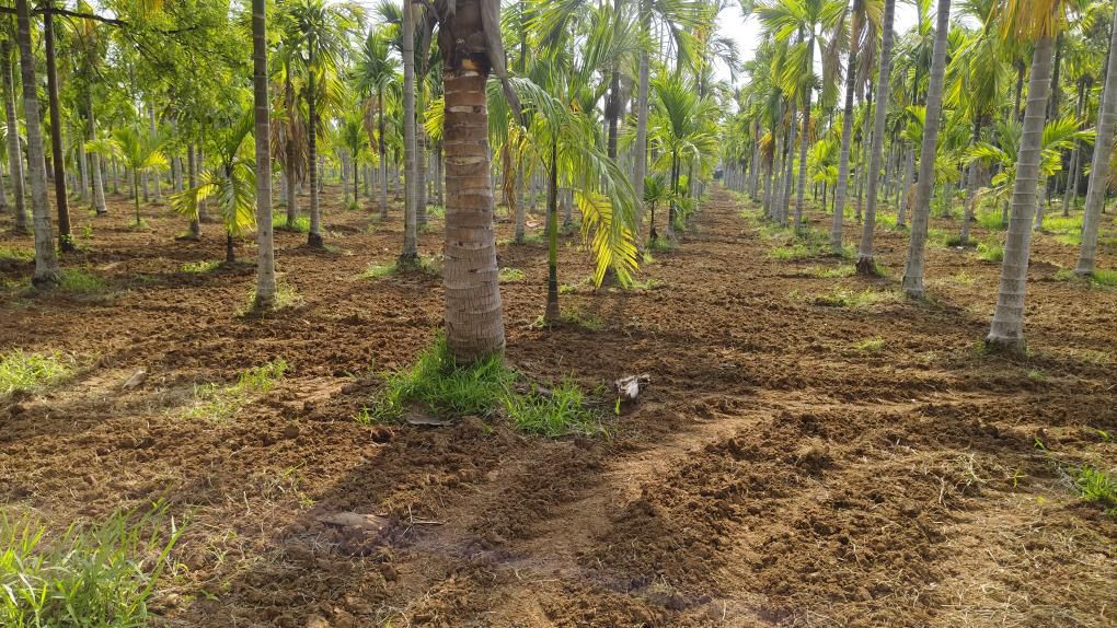 7.5 Acre Areca & Coconut Plantation – Hassan